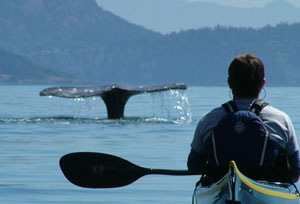ph-kayakingwhales