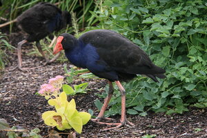 Pukeko