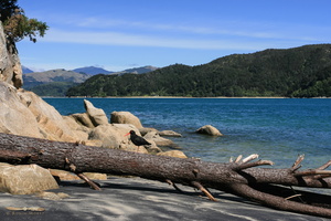 Abel Tasman National Park