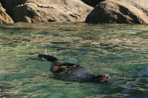 Fur seal in Abel Tasman National Park