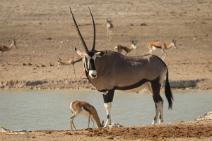 Oryx / Gemsbok