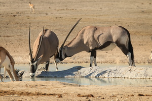 Oryx / Gemsboks