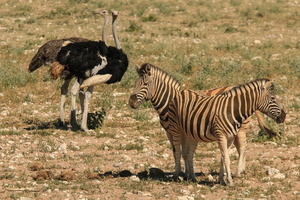 Ostriches & Zebras