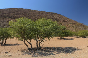Kaokoland trees