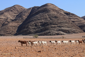 Desert livestock