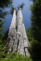 Duncan cedar tree, 54m (178ft)