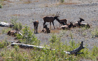 Roosevelt Elks along the Hoh River