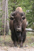Bison on the Firehole river
