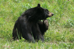 Black bear