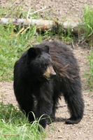 Black bear