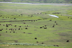 Bison herd in the Lamar Valley