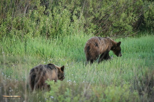 Pair of young grizzlys