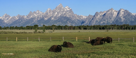 Bison Herd below Teton range - Click to zoom !