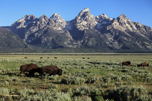 Bison Herd below Teton range
