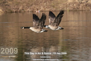 Canada Geese