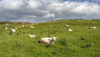 Sheeps near Murlough Bay