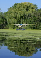 Cessna 185 Skywagon & willow tree