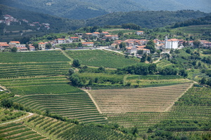 Wine culture near Kosjko