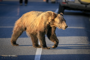 Grizzly crossing