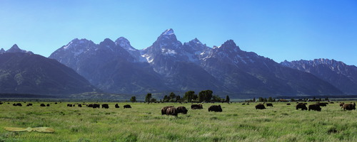 Bison Herd below Teton range - Grand Teton National Park, Wyoming - USA - 2013