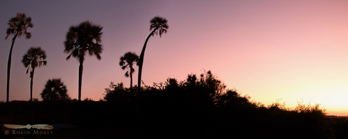 Palmtrees sunset - Palwag - Namibia - 2015