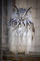 Grand duc de Sibérie
