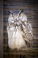 Grand duc de Sibérie