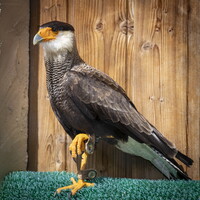 Caracara huppé