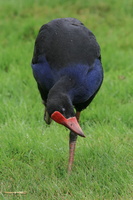 Pukeko