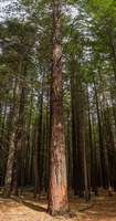 Redwood Forest - Panorama : click to zoom !