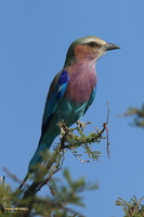 Etosha birdlife