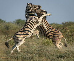 Zebras