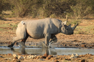 Rhino