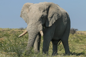 Elephant