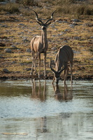 Kudus