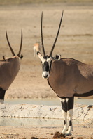 Oryx / Gemsboks