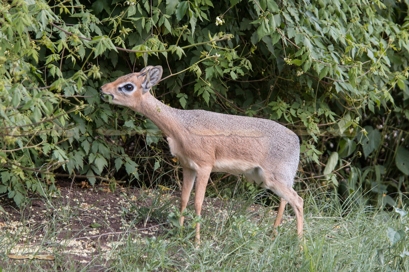 IMG_1685.jpg