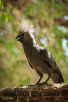 Grey Go Away bird