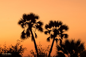 Palmtrees sunset