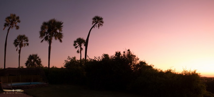 Palmtrees sunset