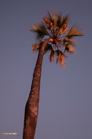 Palmtrees sunset