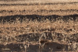 Damaraland landscape near Mowani