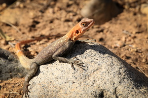 Lezards of Brandberg