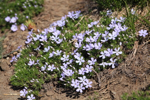 Wildflowers around Mt Rainier