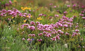 Wildflowers around Mt Rainier