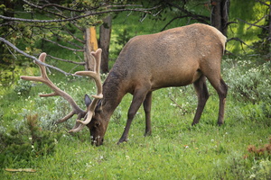 Bull elk