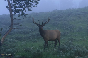 Bull elk in the morning mist