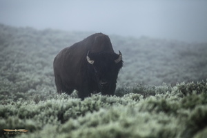 Bison in the morning mist