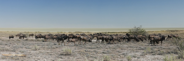 Blue Wildebeest near Etosha Pan - Namibia - 2015