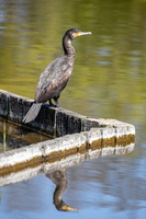 Grand Cormoran